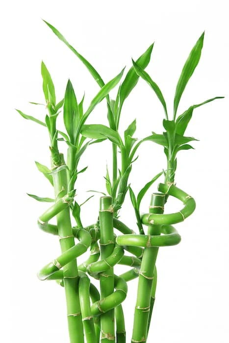 Bambu Çiçeği