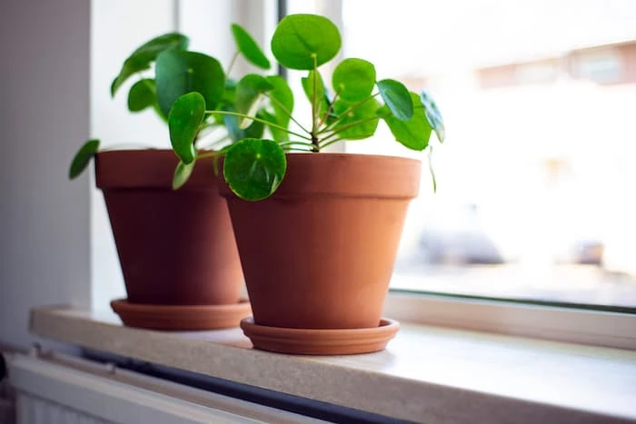 Pilea Çiçeği