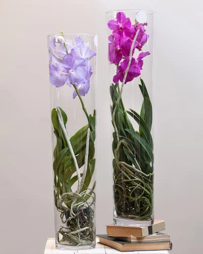 Vanda Orkide Bakımı