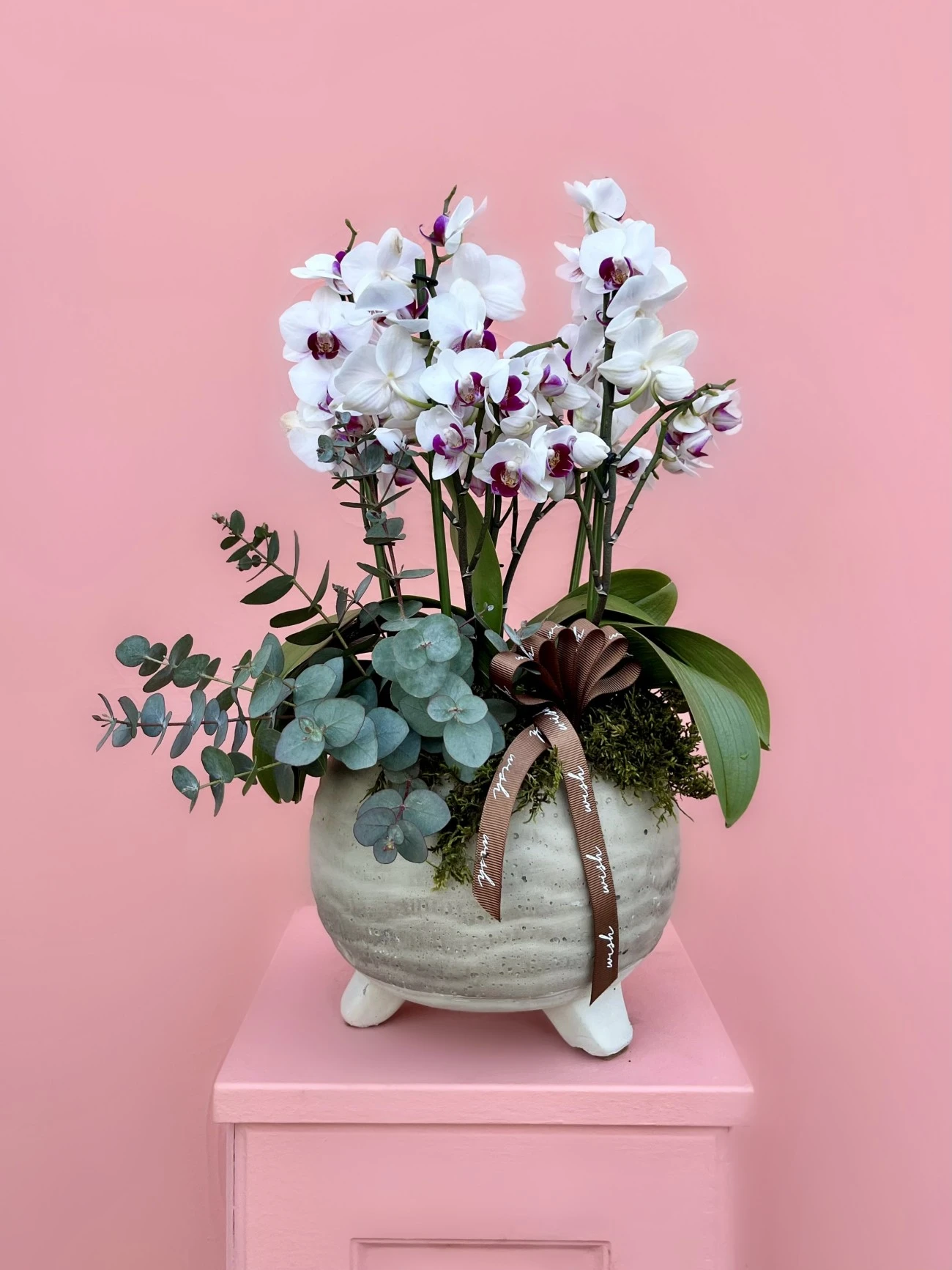 Midi Boy Çift Renkli Bougetto Orkide