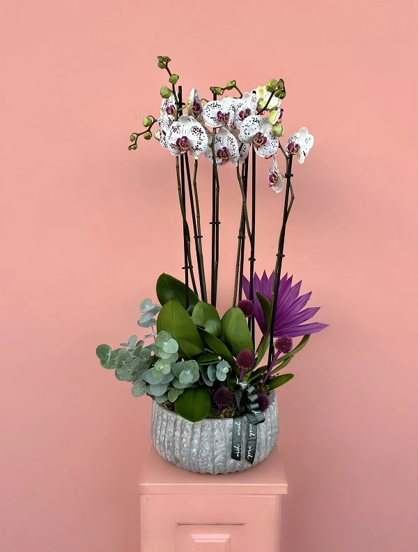 Özel Tür Orkide Bahçesi