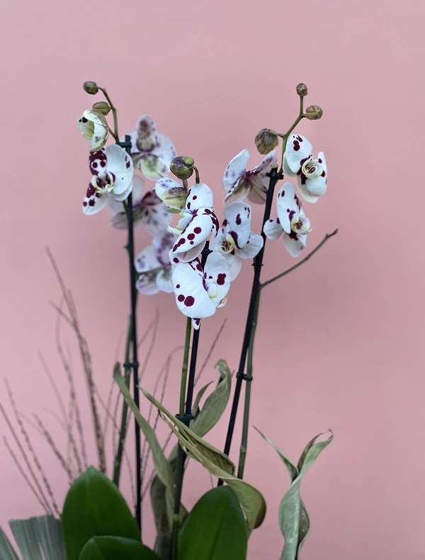 Özel Tür Panda Benekli Orkide