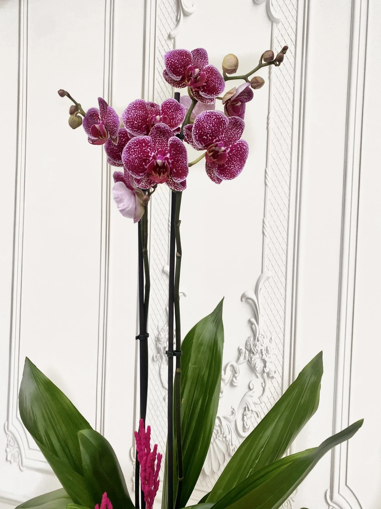 Özel Tür Mix Orkide