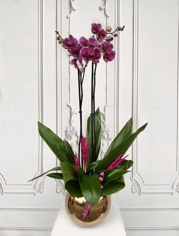 Özel Tür Mix Orkide