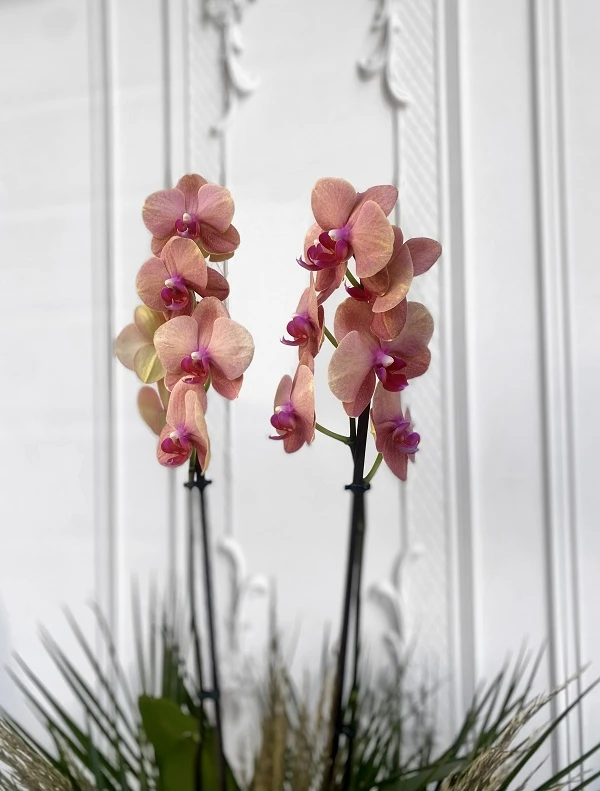 Özel Tür Surf Song Orkide