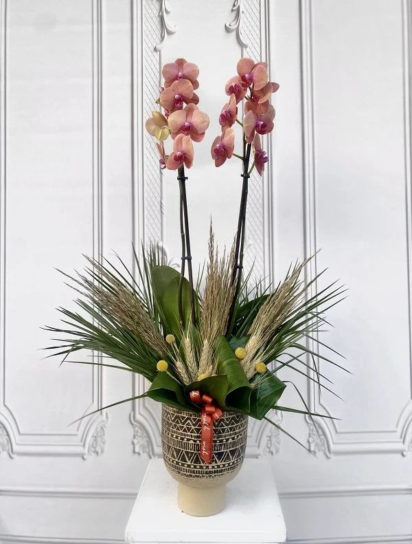 Özel Tür Surf Song Orkide